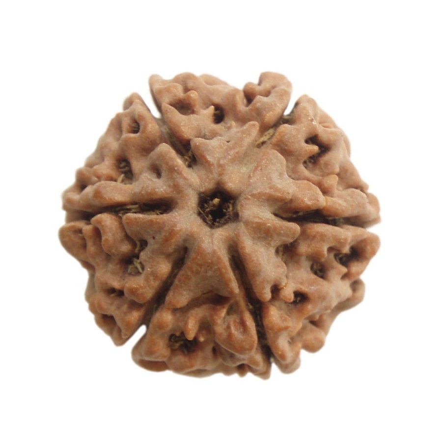 Rudraksha